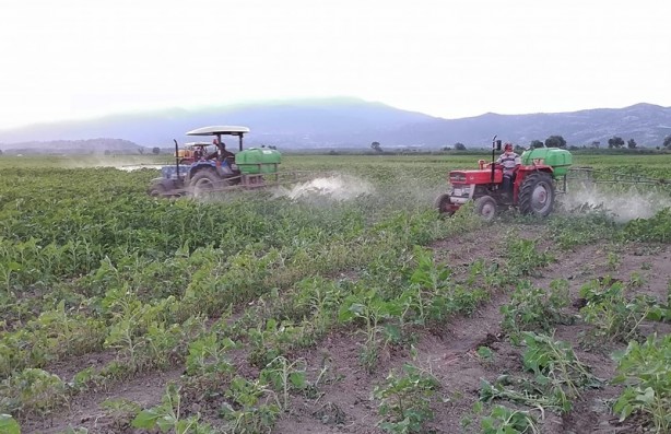 Foto - Bir şehirde daha çayır tırtılı ile mücadele başladı