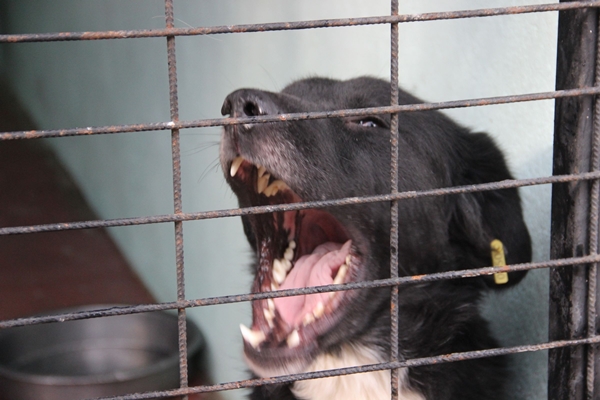 Foto - Bir sokak köpeği dehşeti daha! Yüzüne tam 60 dikiş atıldı