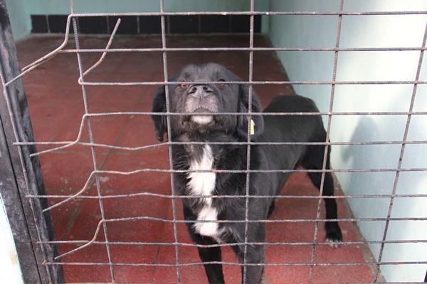 Foto - Bir sokak köpeği dehşeti daha! Yüzüne tam 60 dikiş atıldı