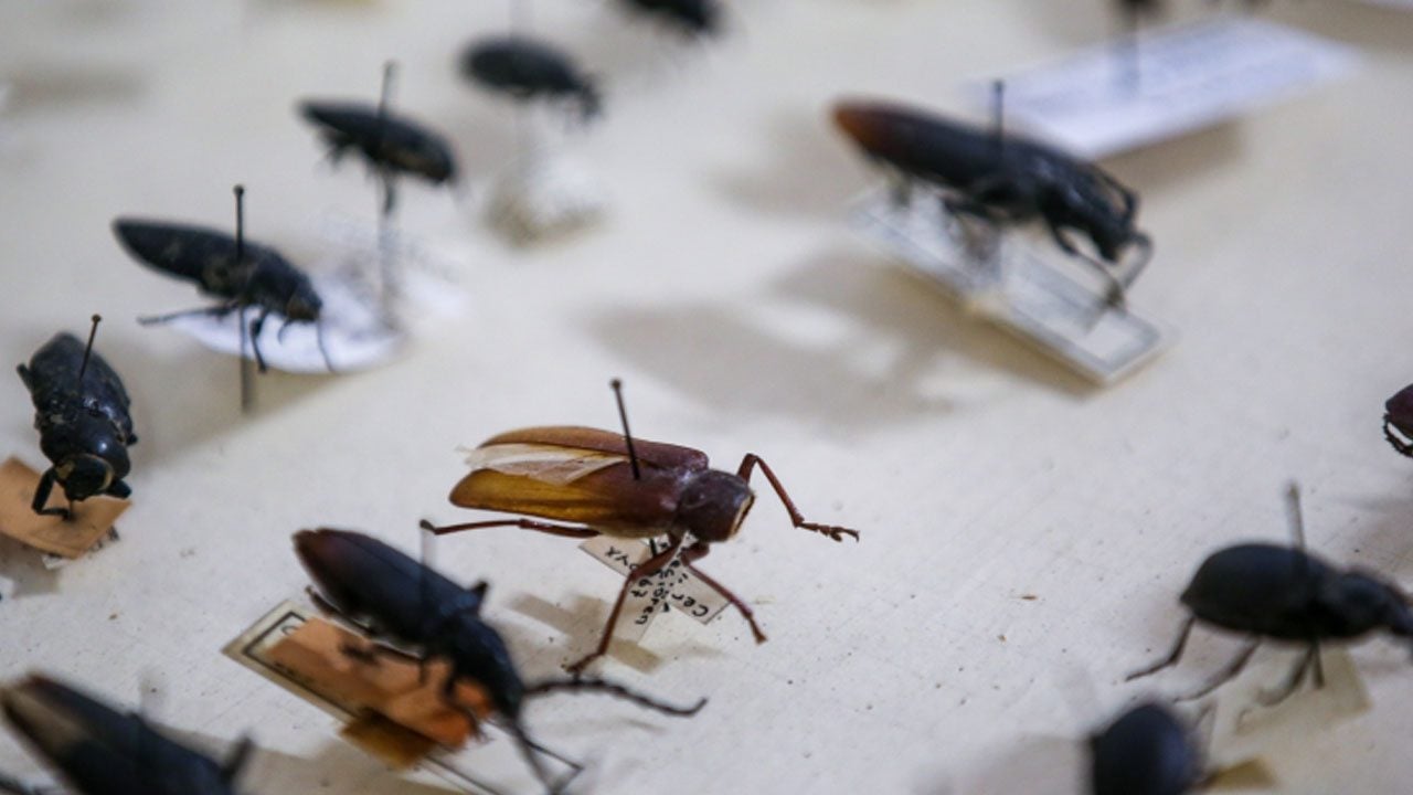 Foto - Bir süredir 'Pestisite' karşı verilen mücadelede: 2 milyar liralık destek verildi... Samuray arısı - steril böcekler sahada