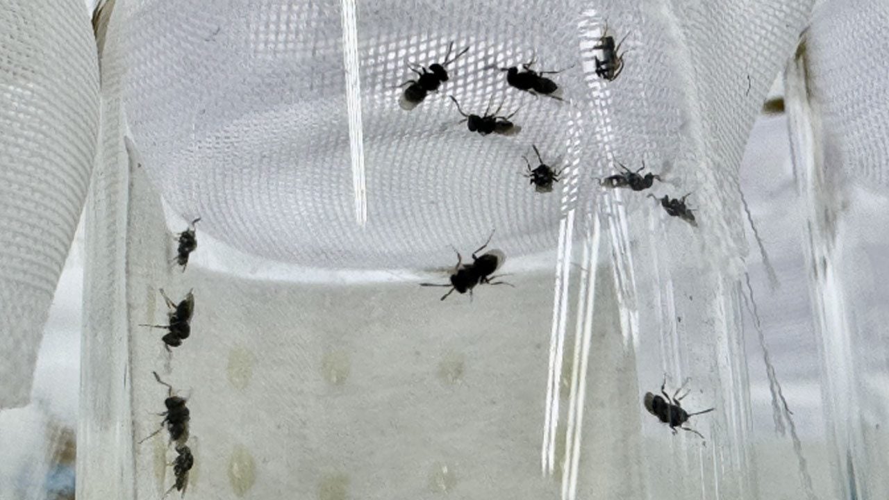 Bir süredir 'Pestisite' karşı verilen mücadelede: 2 milyar liralık destek verildi... Samuray arısı - steril böcekler sahada