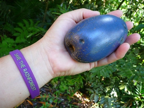 Foto - Bir tabur askeri öldüren kuş: Cassowary