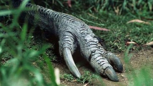 Foto - Bir tabur askeri öldüren kuş: Cassowary