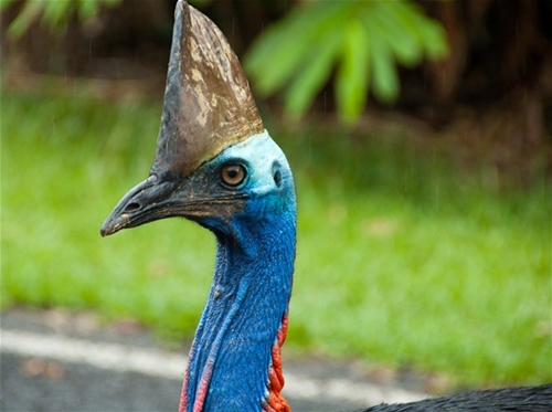 Foto - Bir tabur askeri öldüren kuş: Cassowary