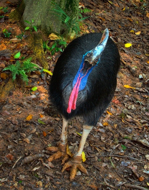 Foto - Bir tabur askeri öldüren kuş: Cassowary