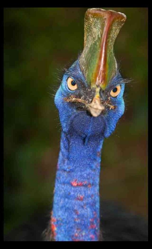 Foto - Bir tabur askeri öldüren kuş: Cassowary