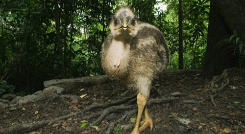 Foto - Bir tabur askeri öldüren kuş: Cassowary