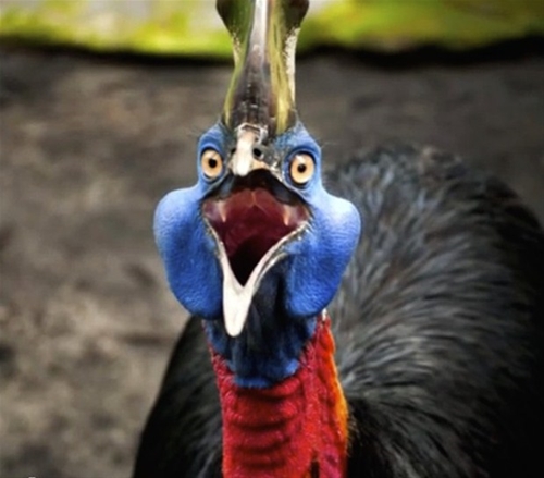 Foto - Bir tabur askeri öldüren kuş: Cassowary
