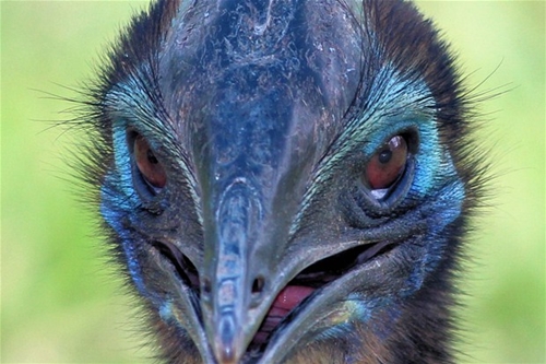 Foto - Bir tabur askeri öldüren kuş: Cassowary