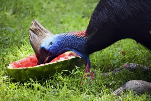 Foto - Bir tabur askeri öldüren kuş: Cassowary