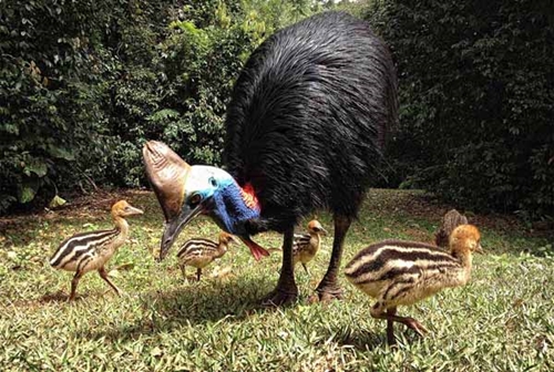 Foto - Bir tabur askeri öldüren kuş: Cassowary