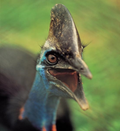 Bir tabur askeri öldüren kuş: Cassowary