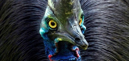 Foto - Bir tabur askeri öldüren kuş: Cassowary