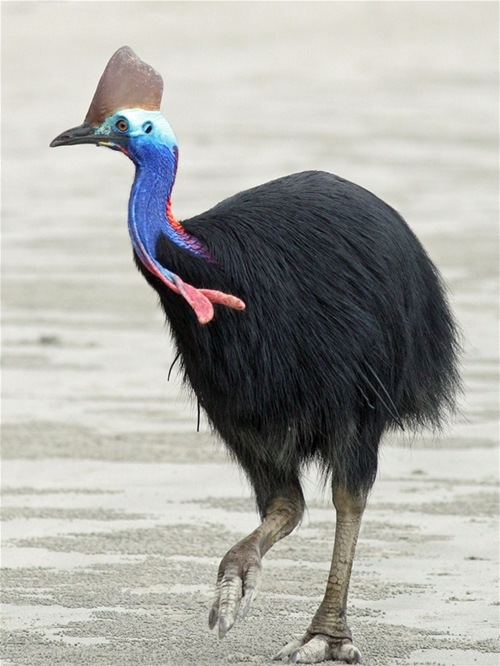 Foto - Bir tabur askeri öldüren kuş: Cassowary