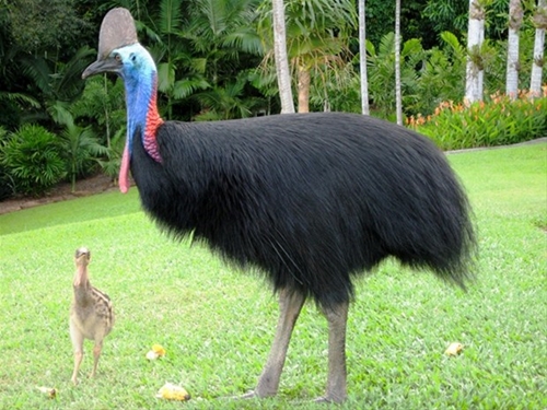 Foto - Bir tabur askeri öldüren kuş: Cassowary