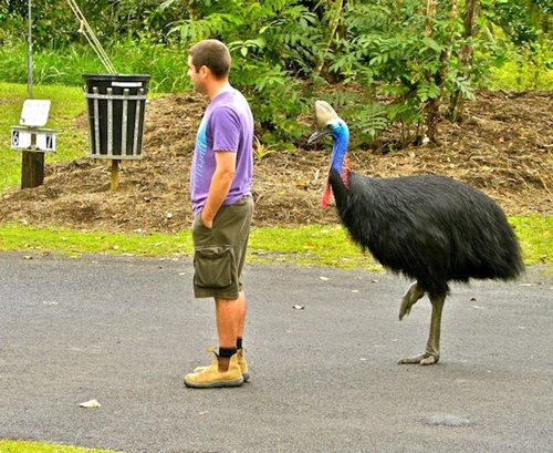 Foto - Bir tabur askeri öldüren kuş: Cassowary