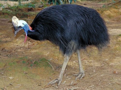 Foto - Bir tabur askeri öldüren kuş: Cassowary