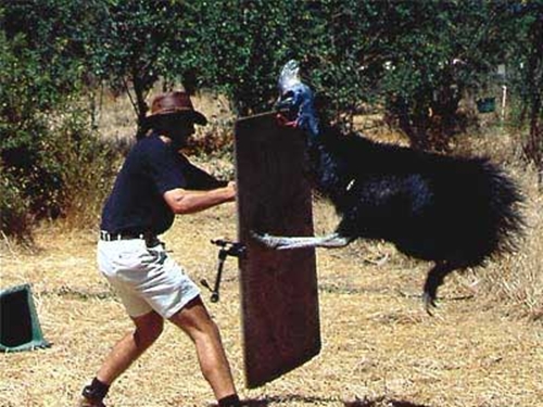 Foto - Bir tabur askeri öldüren kuş: Cassowary