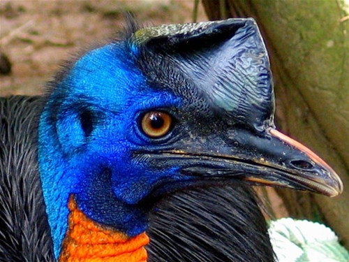 Foto - Bir tabur askeri öldüren kuş: Cassowary