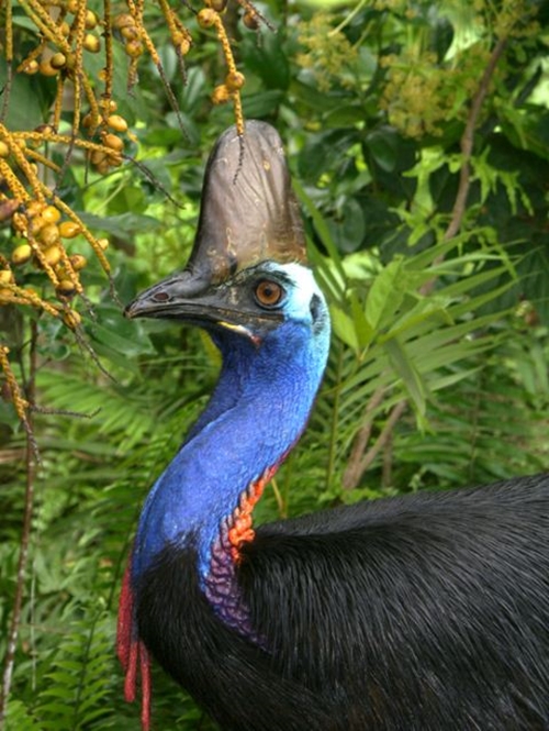 Foto - Bir tabur askeri öldüren kuş: Cassowary