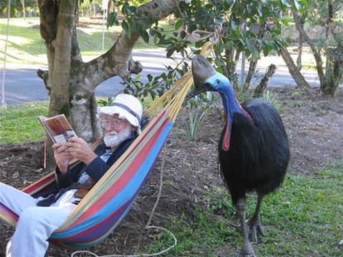 Foto - Bir tabur askeri öldüren kuş: Cassowary