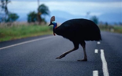 Foto - Bir tabur askeri öldüren kuş: Cassowary