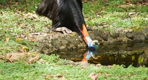 Foto - Bir tabur askeri öldüren kuş: Cassowary