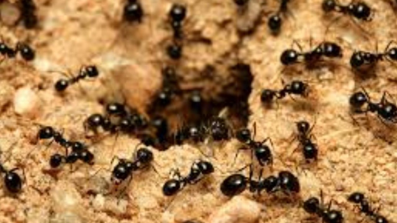 Bir tane bile kalmayacak! Karıncaları evden uzaklaştırmanın doğal yolu