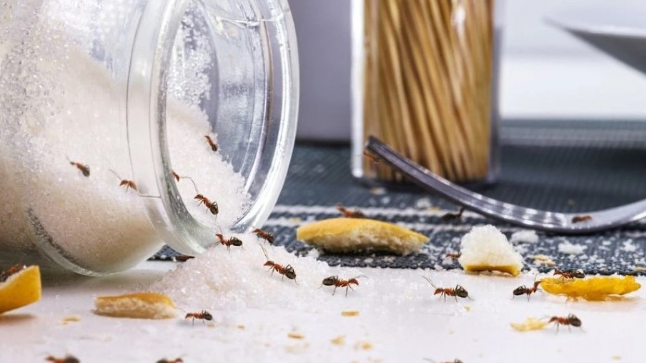 Foto - Bir tane bile kalmayacak! Karıncaları evden uzaklaştırmanın doğal yolu