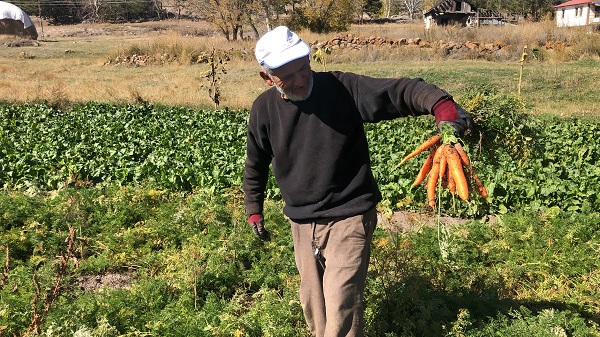 Foto - Bir tanesi 30 kilo! 50 senedir yetiştiriyor
