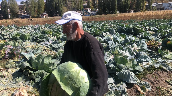 Foto - Bir tanesi 30 kilo! 50 senedir yetiştiriyor