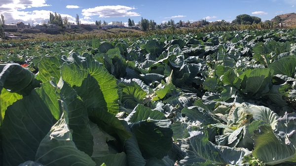 Foto - Bir tanesi 30 kilo! 50 senedir yetiştiriyor