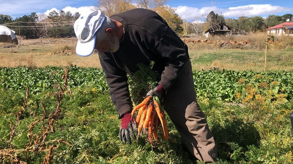 Foto - Bir tanesi 30 kilo! 50 senedir yetiştiriyor