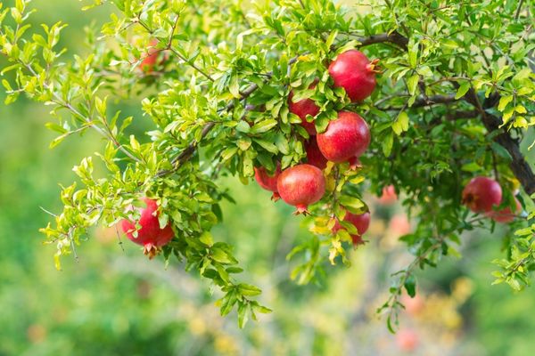 Foto - Bir tek ölüme çaresi yok! Kuran-ı Kerim'de adı birçok defa geçiyor! Bu meyve Türkiye'de pazarda, markette yerini aldı! 