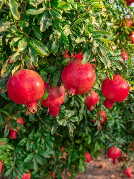 Foto - Bir tek ölüme çaresi yok! Kuran-ı Kerim'de adı birçok defa geçiyor! Bu meyve Türkiye'de pazarda, markette yerini aldı! 
