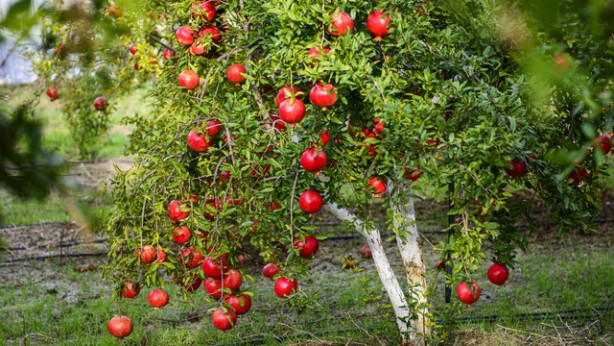 Foto - Bir tek ölüme çaresi yok! Kuran-ı Kerim'de adı birçok defa geçiyor! Bu meyve Türkiye'de pazarda, markette yerini aldı! 