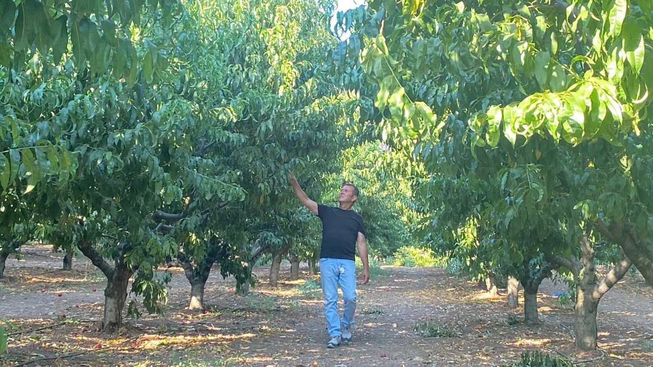 Foto - Bir tek orası küle dönmedi! Orman yangındaki görüntünün sırrı çözüldü