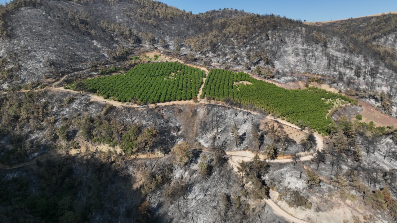 Bir tek orası küle dönmedi! Orman yangındaki görüntünün sırrı çözüldü