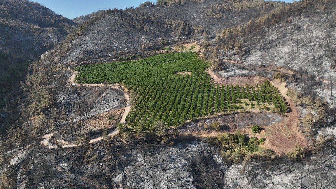Foto - Bir tek orası küle dönmedi! Orman yangındaki görüntünün sırrı çözüldü