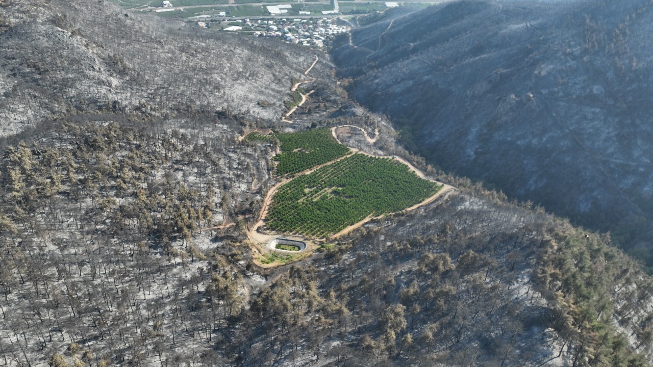 Foto - Bir tek orası küle dönmedi! Orman yangındaki görüntünün sırrı çözüldü