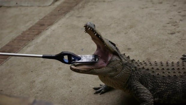 Foto - Bir timsah iPhone 7'yi ısırırsa ne olur?