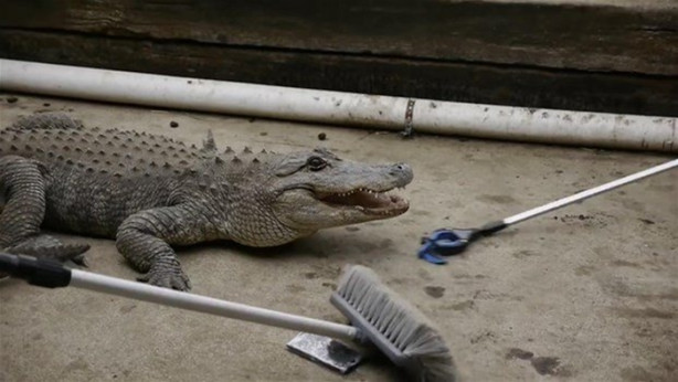 Foto - Bir timsah iPhone 7'yi ısırırsa ne olur?