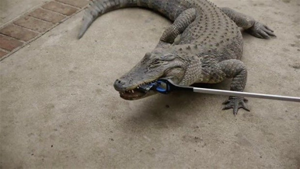 Foto - Bir timsah iPhone 7'yi ısırırsa ne olur?