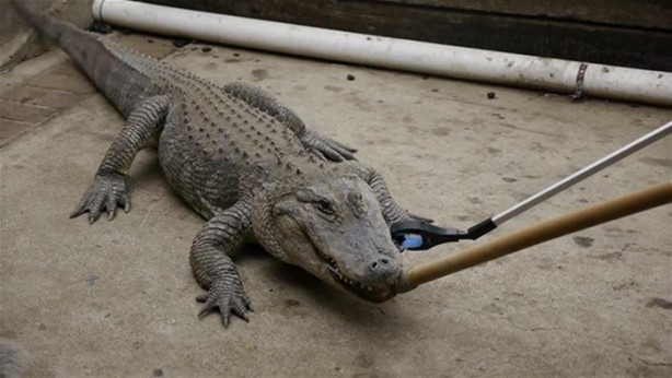 Foto - Bir timsah iPhone 7'yi ısırırsa ne olur?