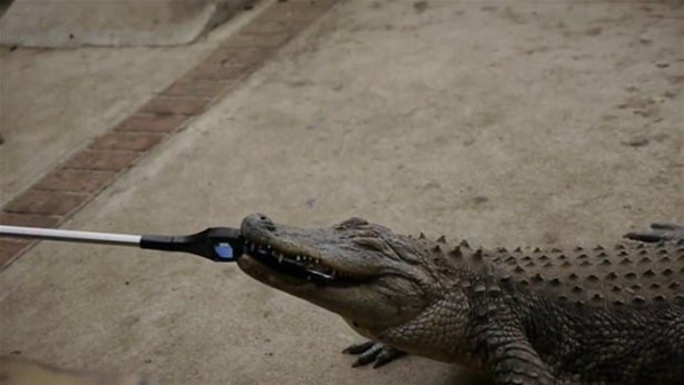 Foto - Bir timsah iPhone 7'yi ısırırsa ne olur?