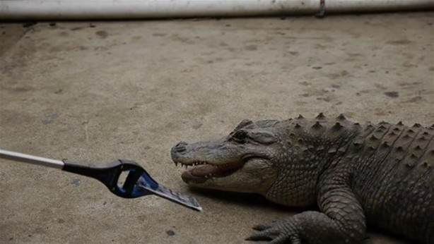 Foto - Bir timsah iPhone 7'yi ısırırsa ne olur?