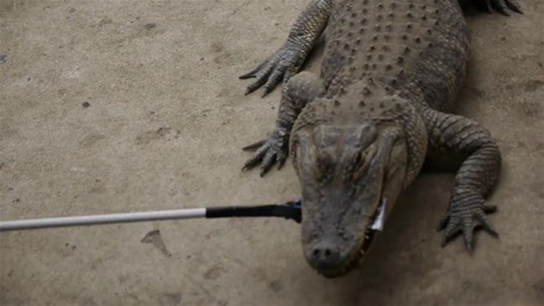 Foto - Bir timsah iPhone 7'yi ısırırsa ne olur?