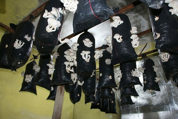 Foto - Bir torba ve bir kütükle başladı... Şimdi siparişlere yetişemiyor