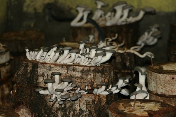 Foto - Bir torba ve bir kütükle başladı... Şimdi siparişlere yetişemiyor