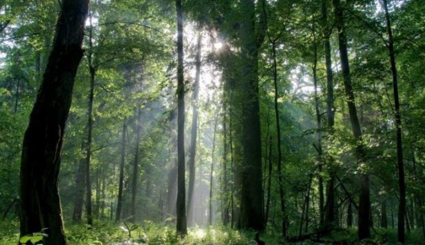 Foto - Bir trilyon ağaç için harekete geçiren ekolojist şaşırttı: Ağaç dikmeyi bırakın